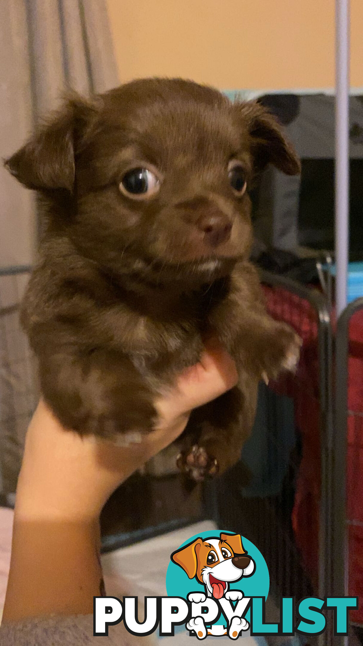 Long coat chihuahuas - males only