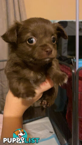 Long coat chihuahuas - males only