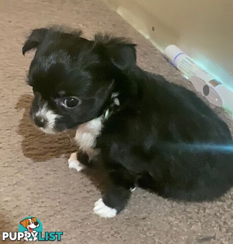 Long coat chihuahuas - males only