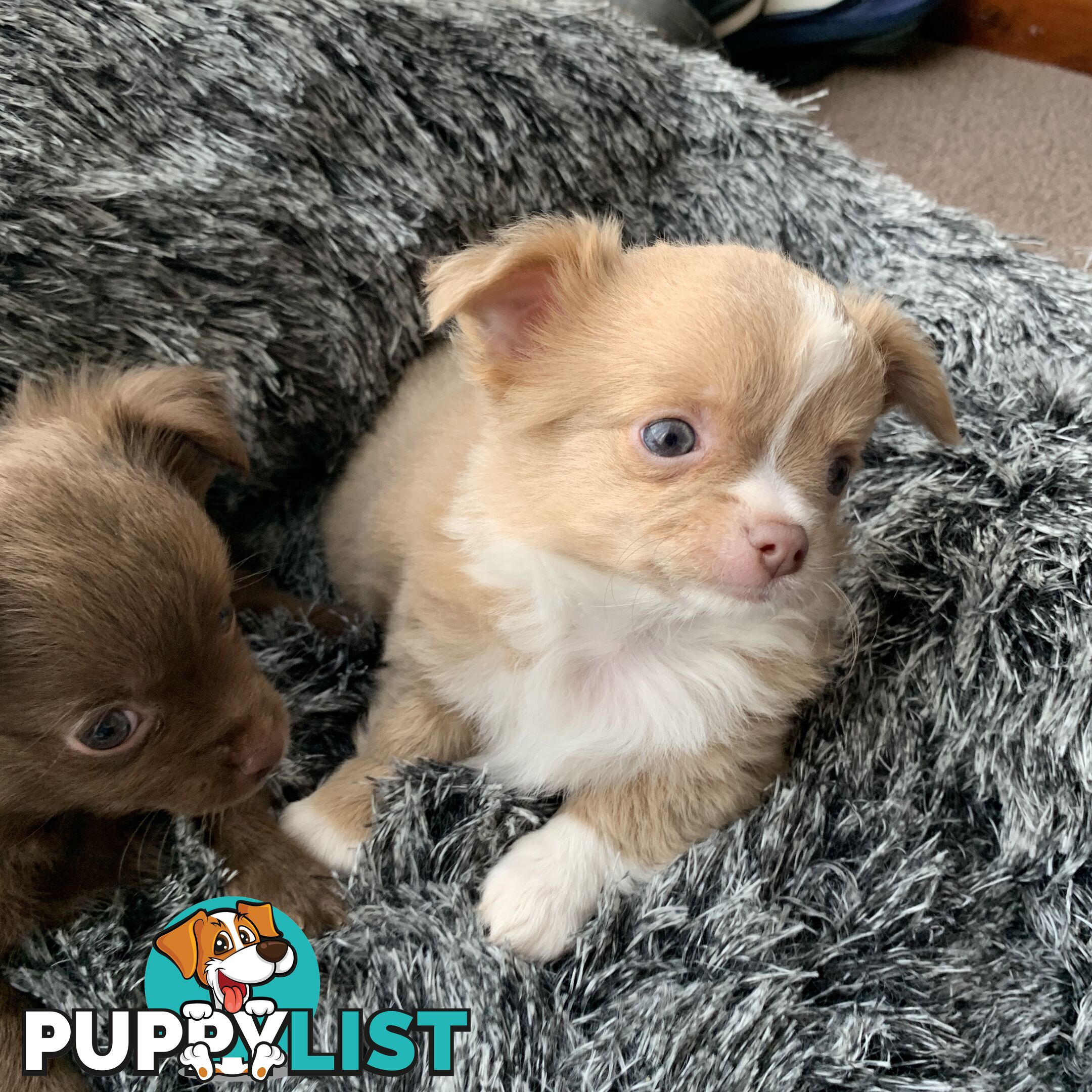 Long coat chihuahuas - males only
