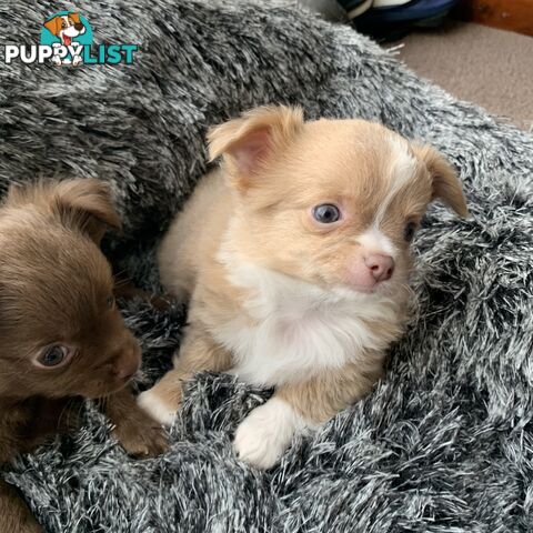 Long coat chihuahuas - males only