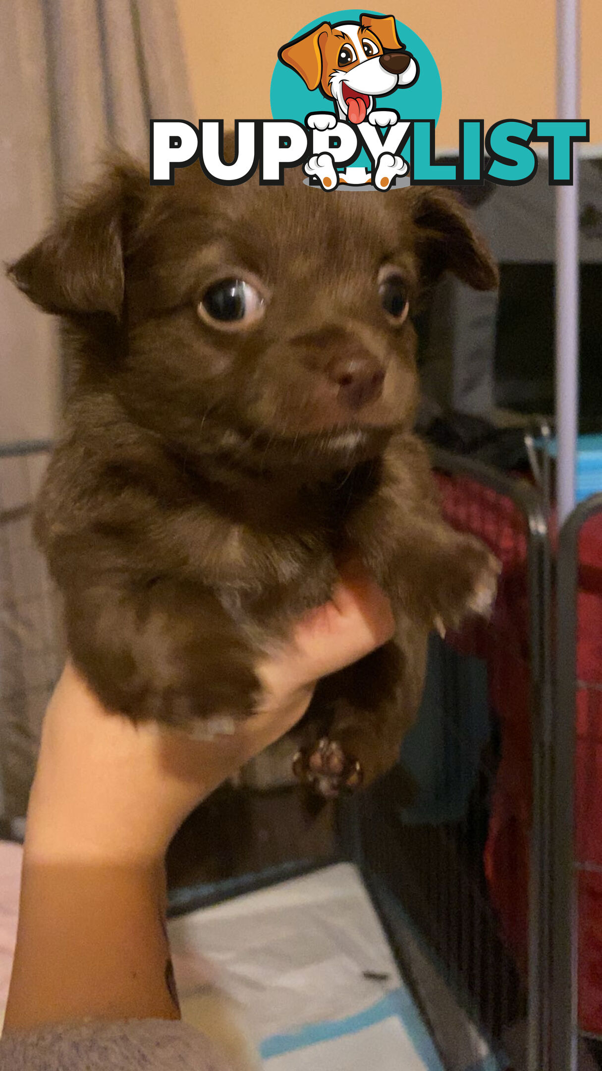 Long coat chihuahuas - males only