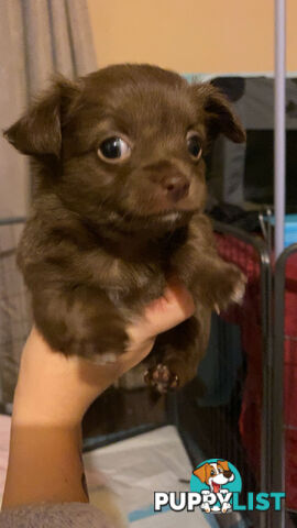 Long coat chihuahuas - males only