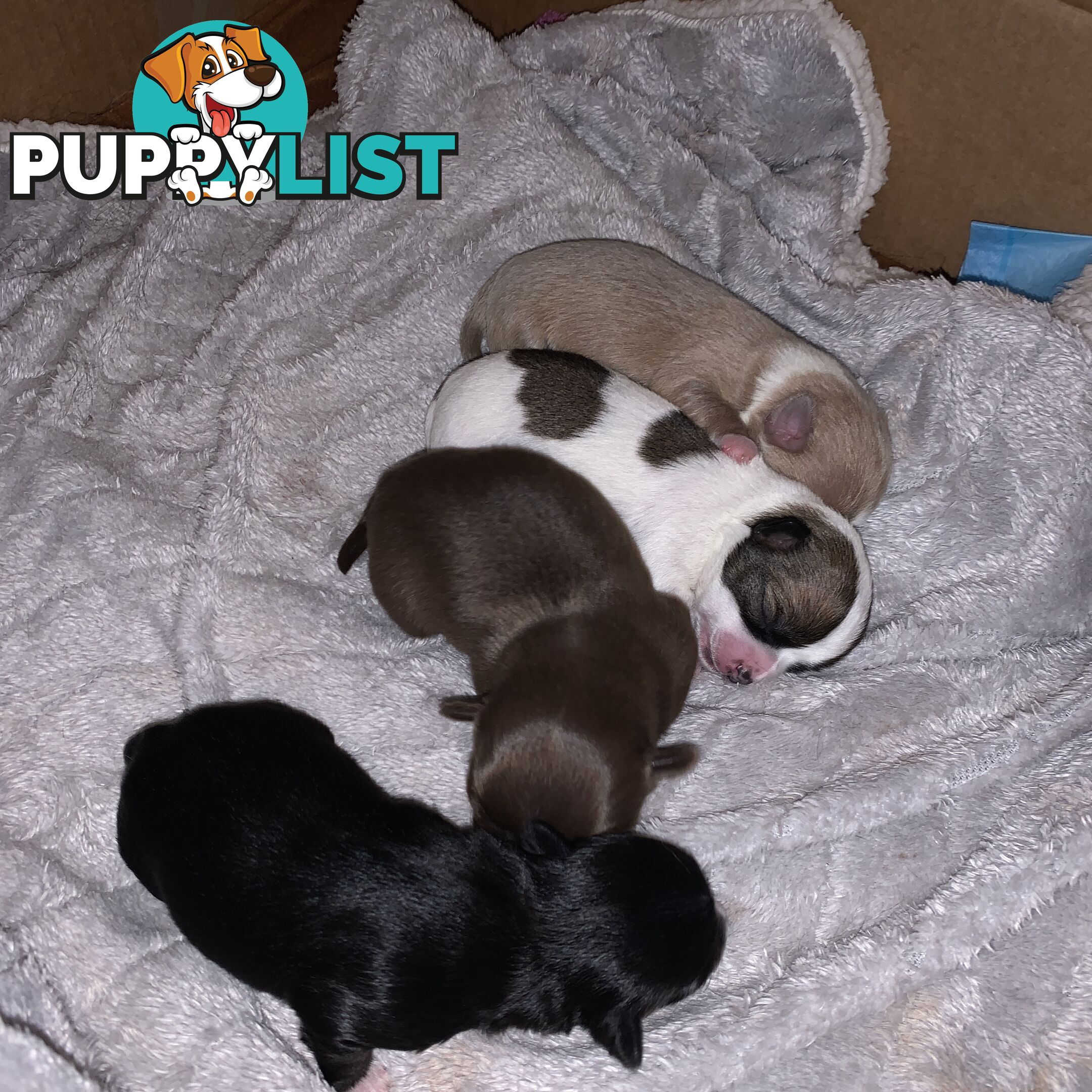 Long coat chihuahuas - males only