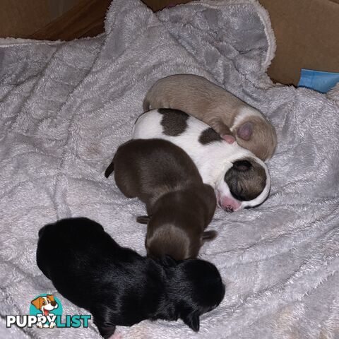 Long coat chihuahuas - males only
