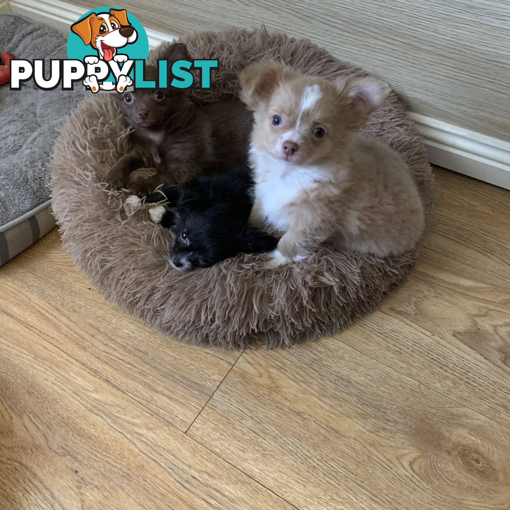 Long coat chihuahuas - males only