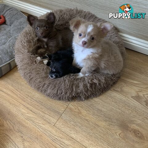 Long coat chihuahuas - males only