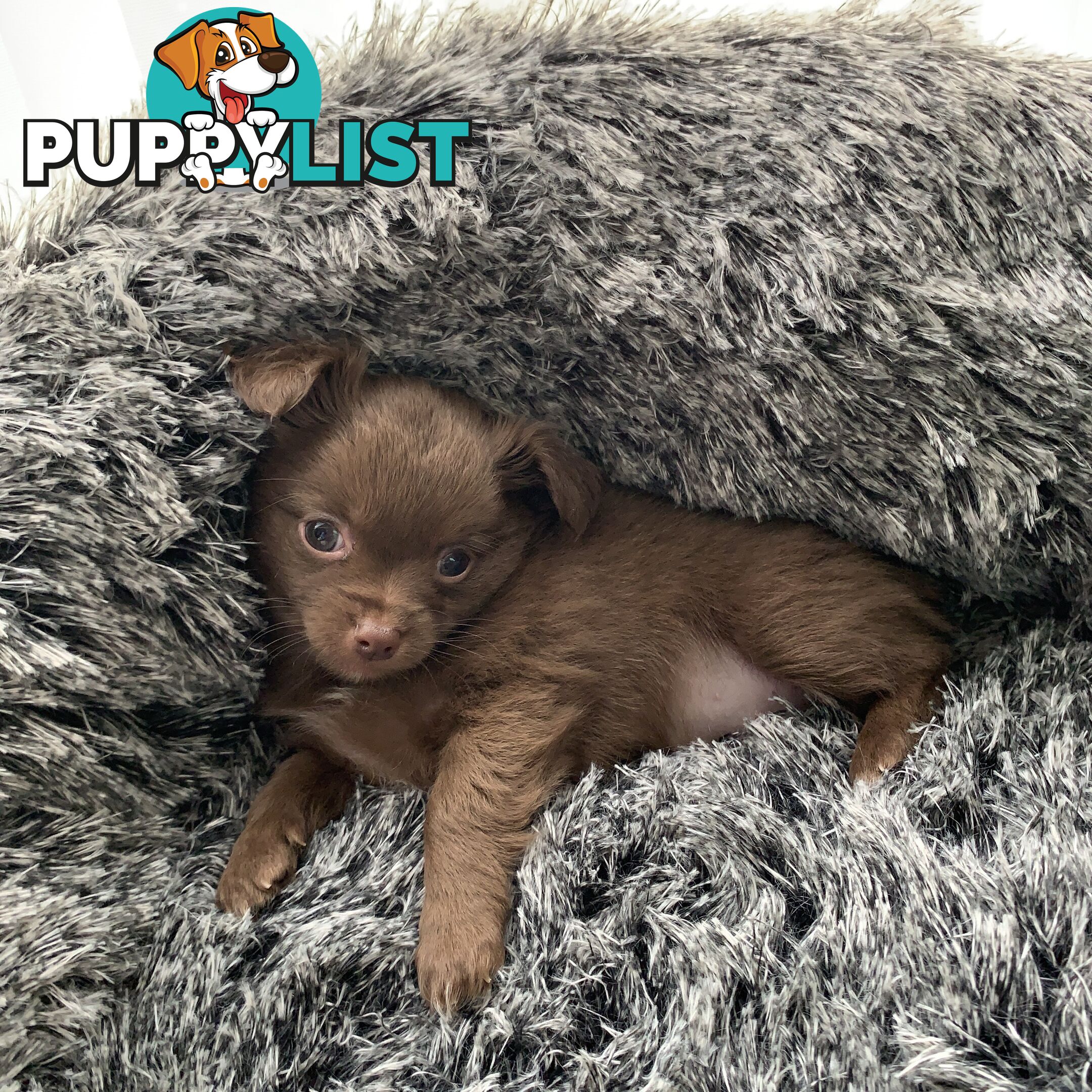 Long coat chihuahuas - males only