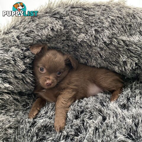 Long coat chihuahuas - males only