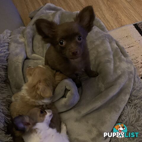 Long coat chihuahuas -chocolate male only