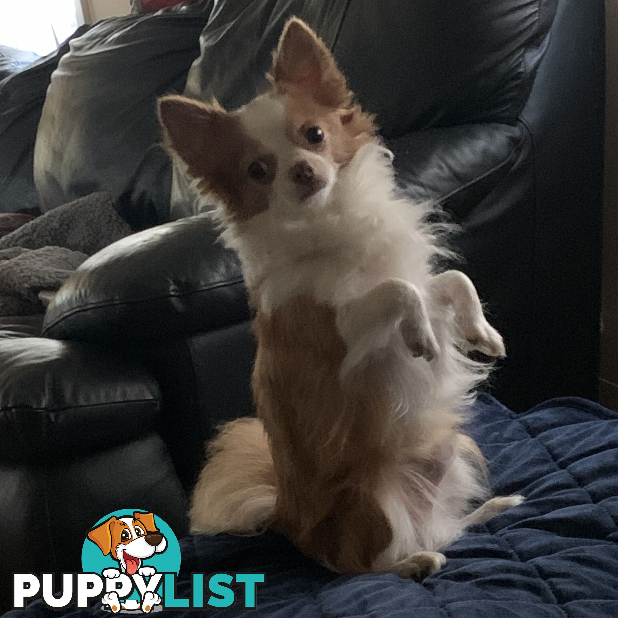 Long coat chihuahuas - males only