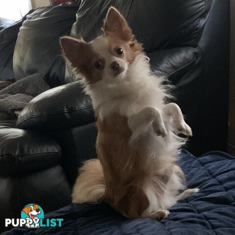 Long coat chihuahuas - males only