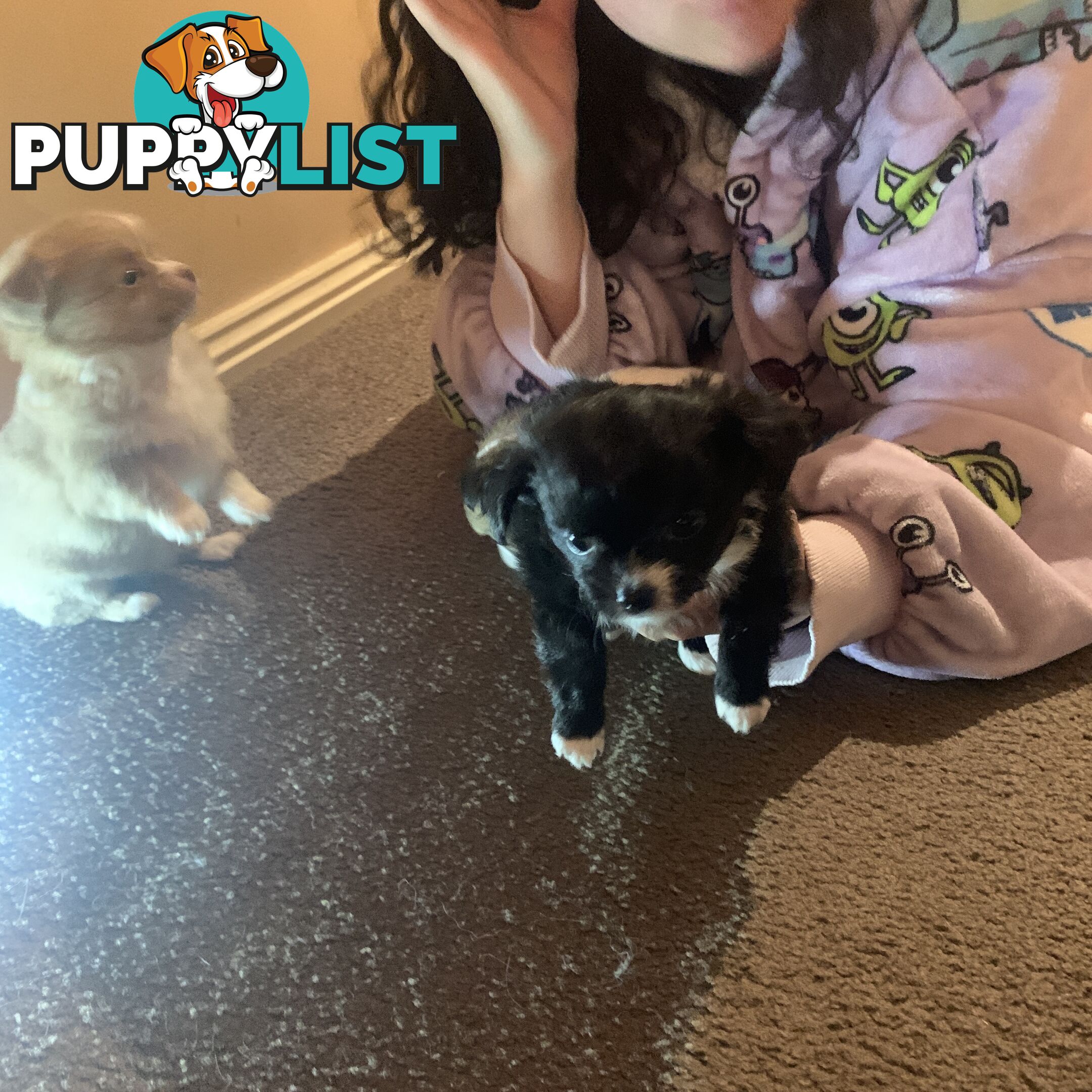 Long coat chihuahuas - males only