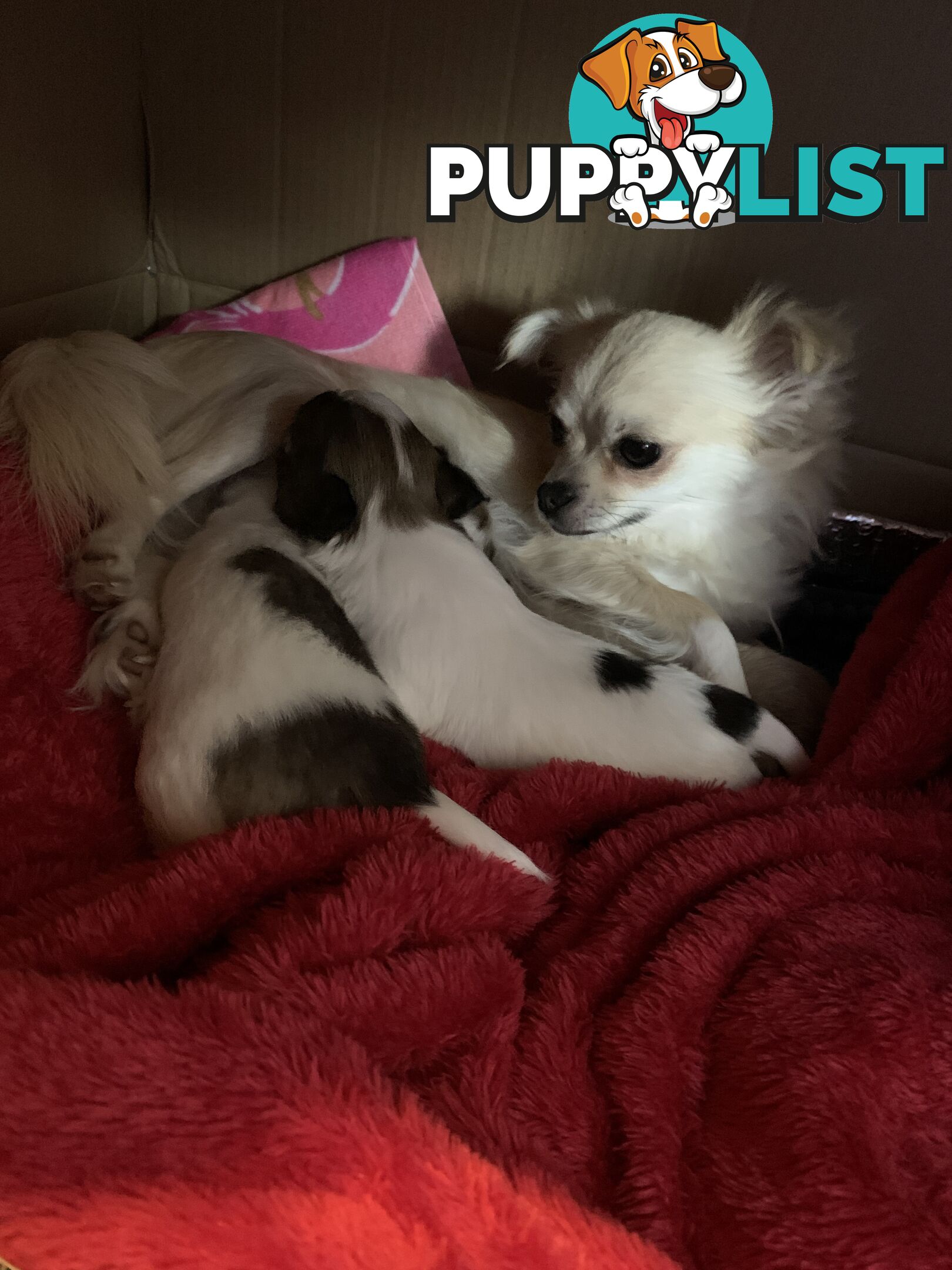 Pure-bred Chihuahua puppies