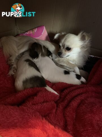 Pure-bred Chihuahua puppies