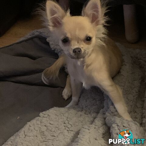 Pure-bred Chihuahua female puppy