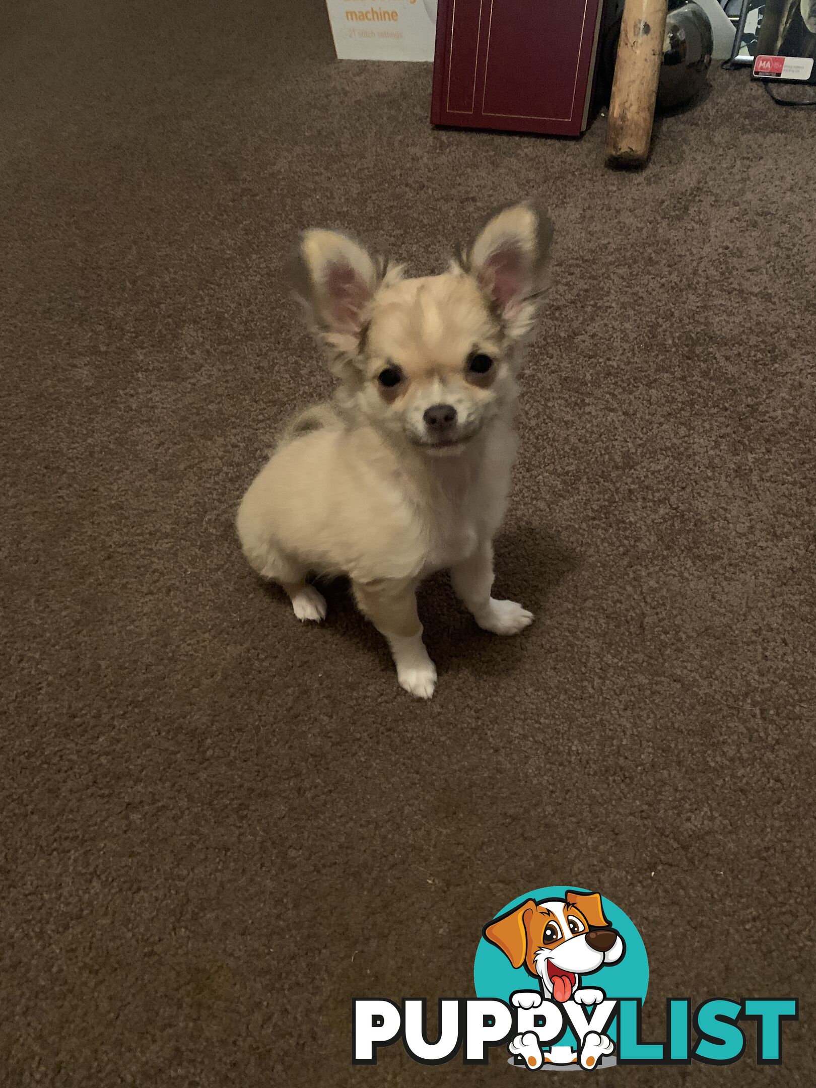 Pure-bred Chihuahua puppies