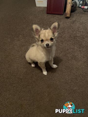 Pure-bred Chihuahua puppies