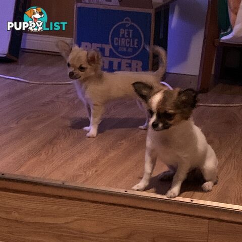 Pure-bred Chihuahua puppies