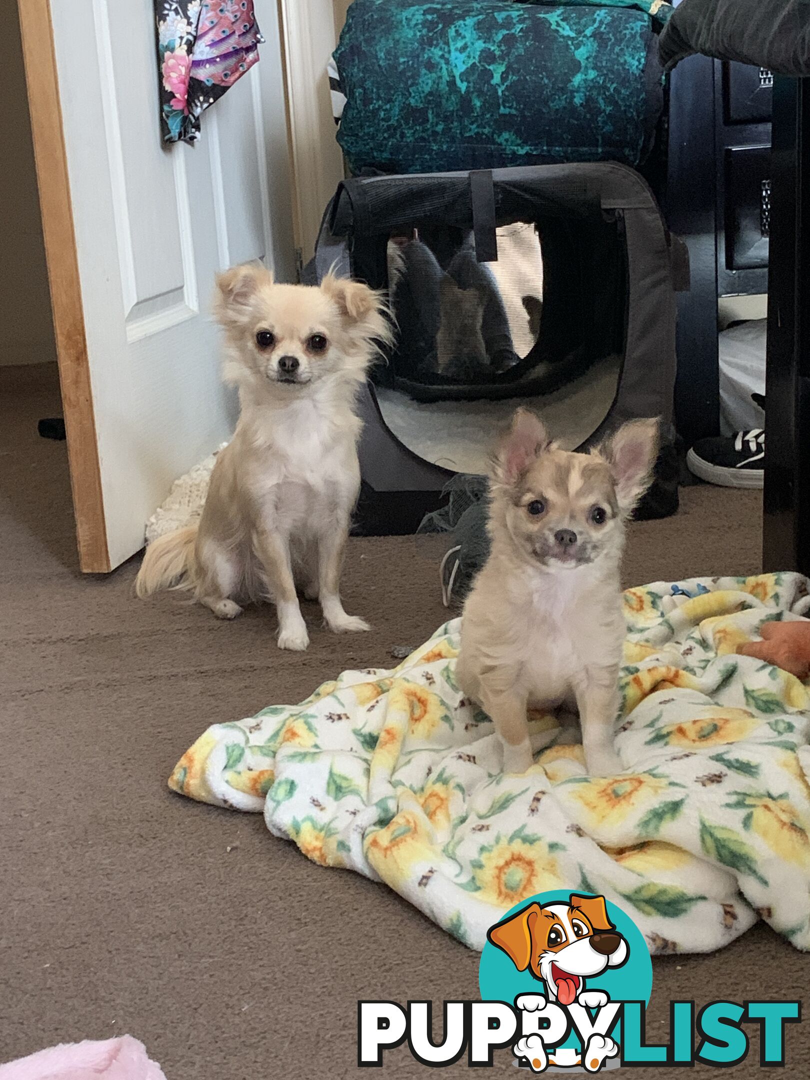 Pure-bred Chihuahua puppies