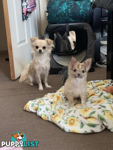 Pure-bred Chihuahua puppies