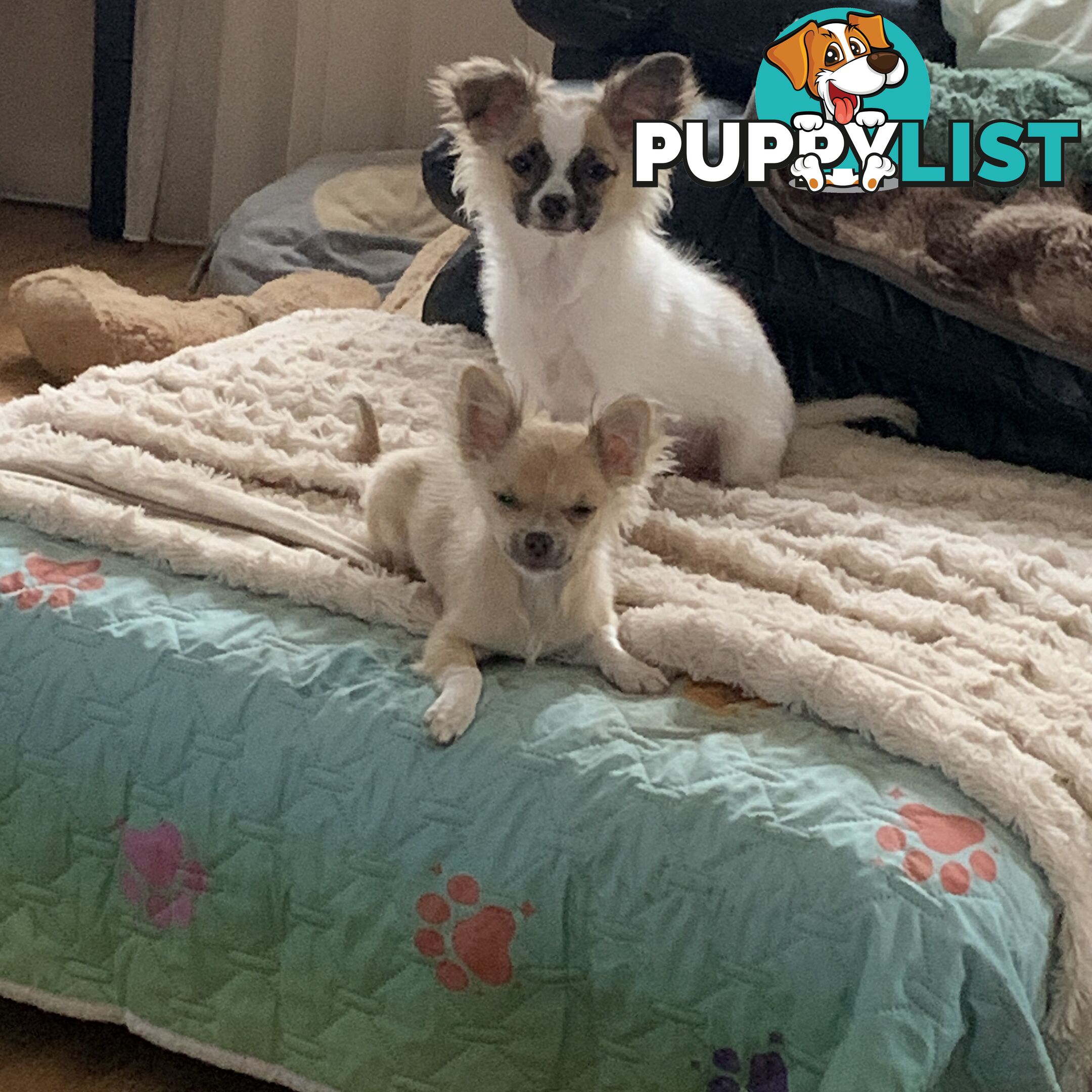 Pure-bred Chihuahua puppies