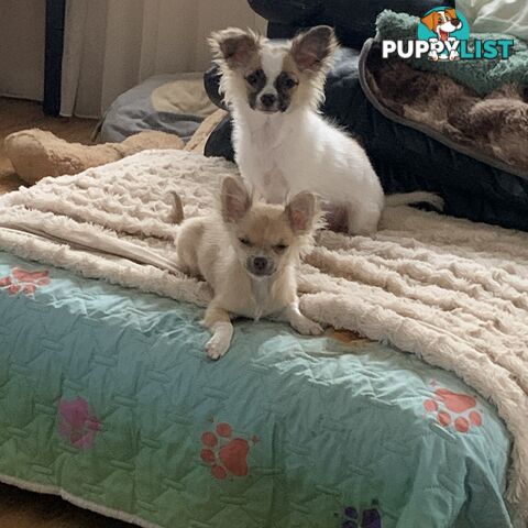 Pure-bred Chihuahua puppies