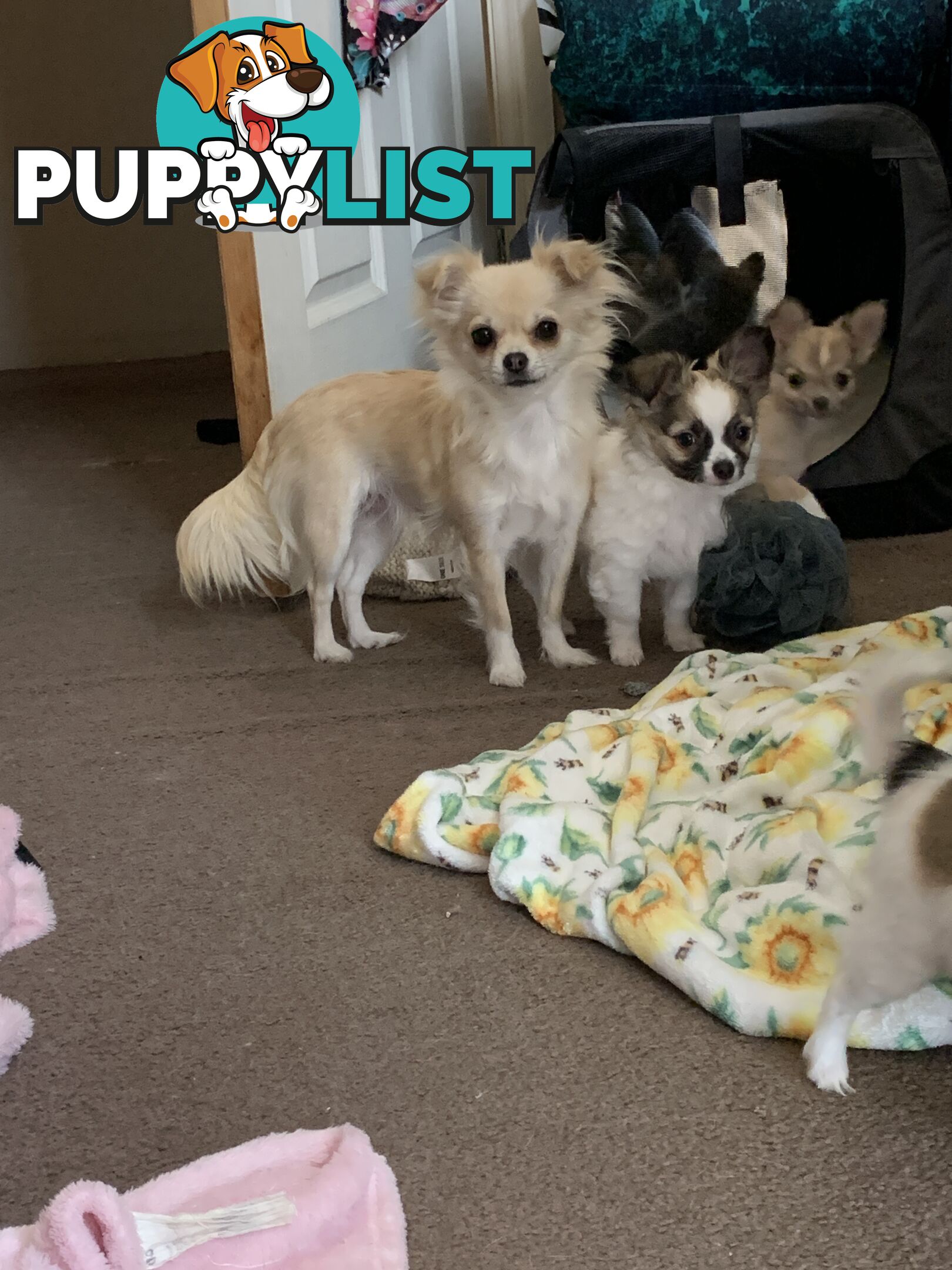 Pure-bred Chihuahua puppies