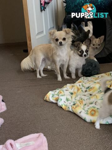 Pure-bred Chihuahua puppies