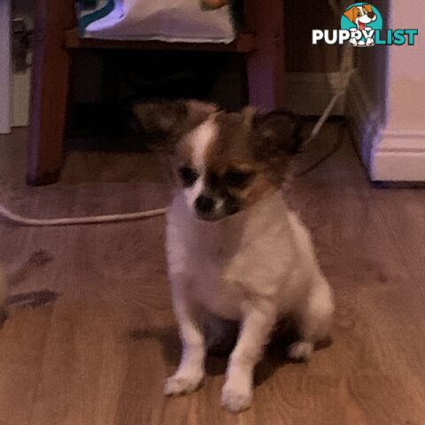 Pure-bred Chihuahua puppies