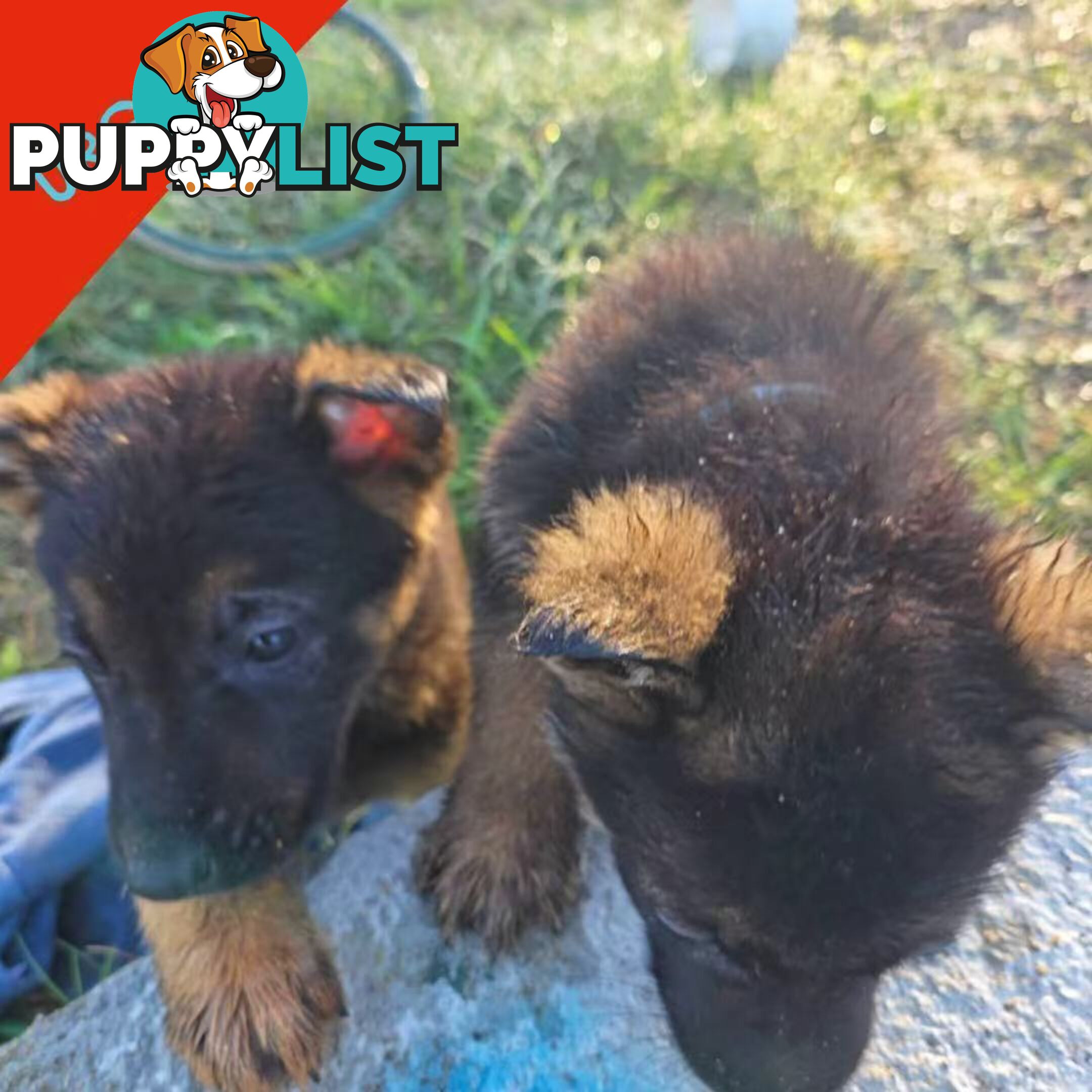german shepard dogs