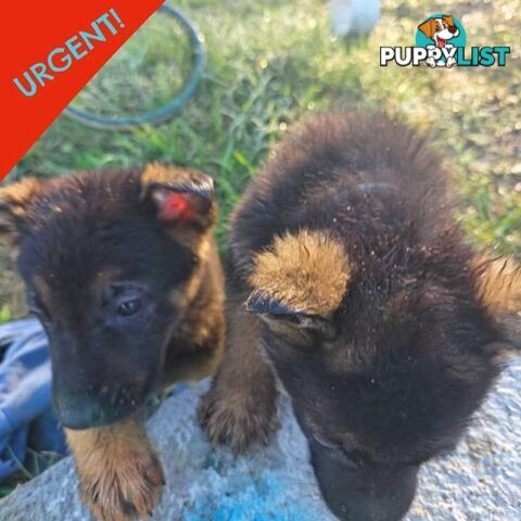 german shepard dogs