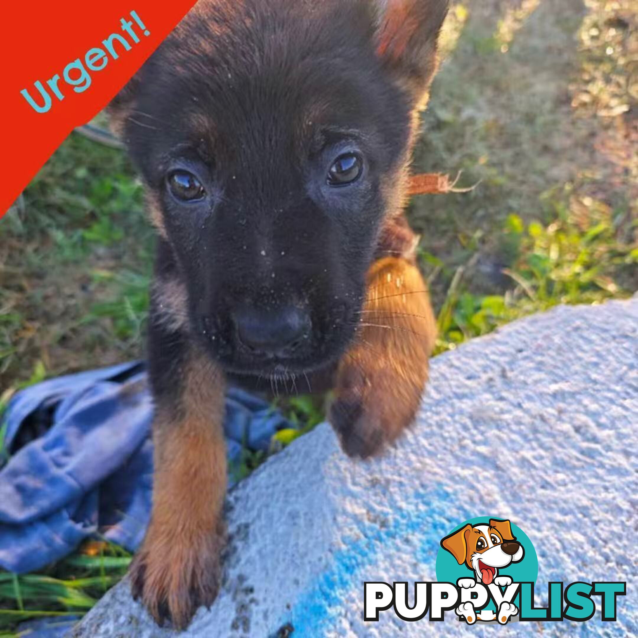 german shepard dogs