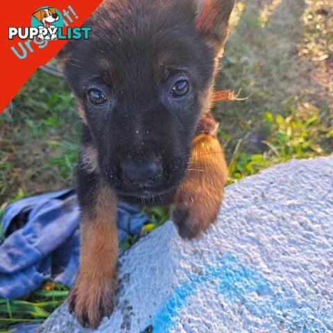 german shepard dogs