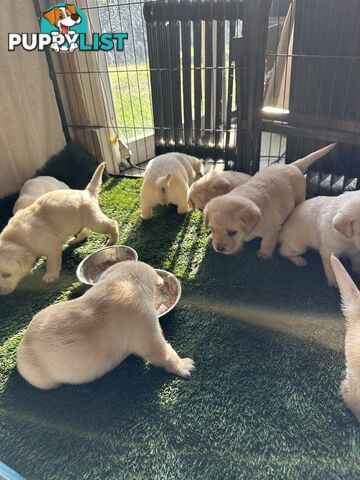 Highly Pure-bred , Original cream Labrador puppies