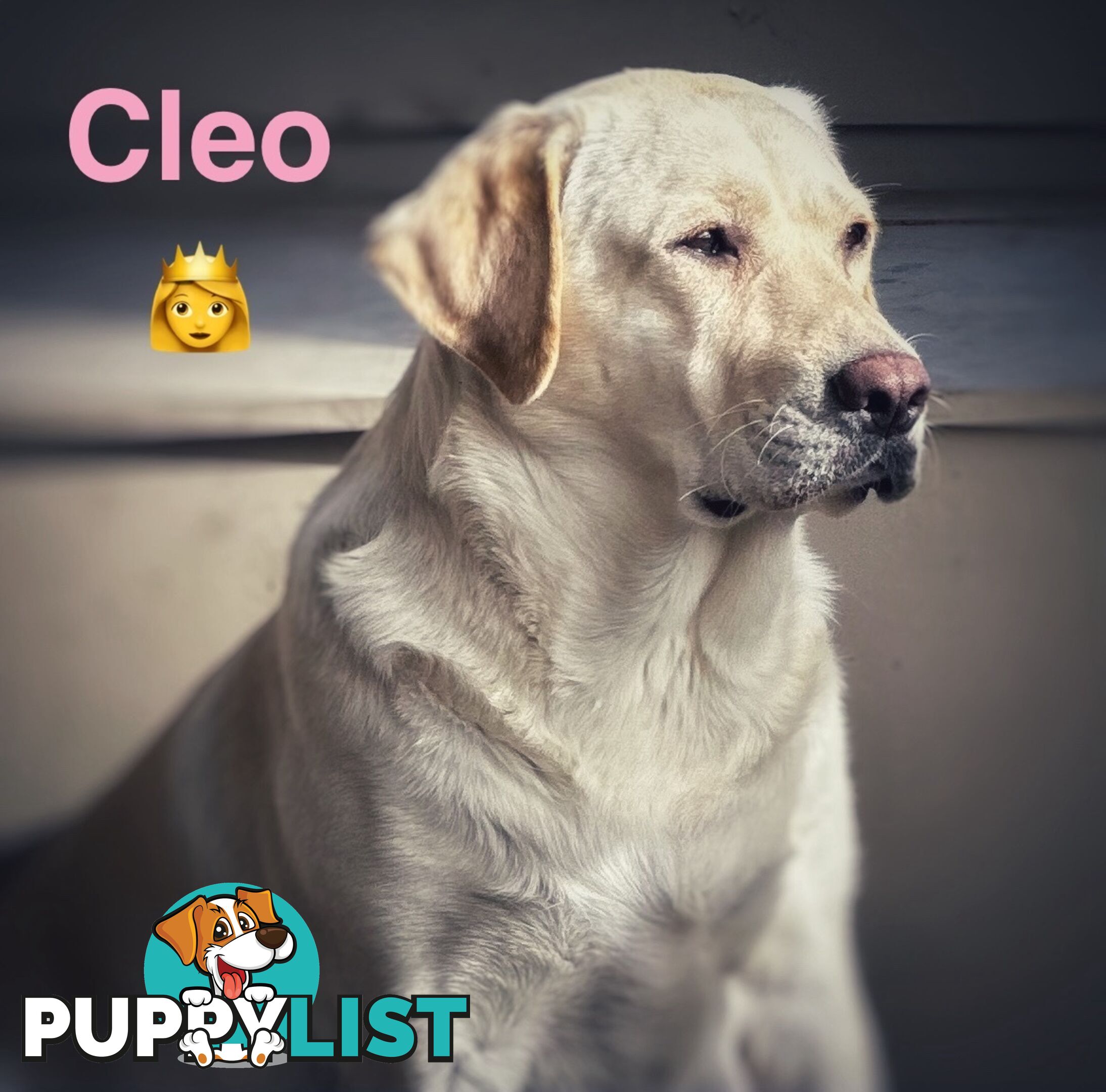 Highly Pure-bred , Original cream Labrador puppies