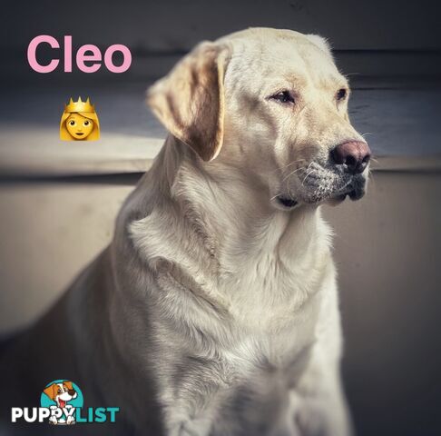 Highly Pure-bred , Original cream Labrador puppies