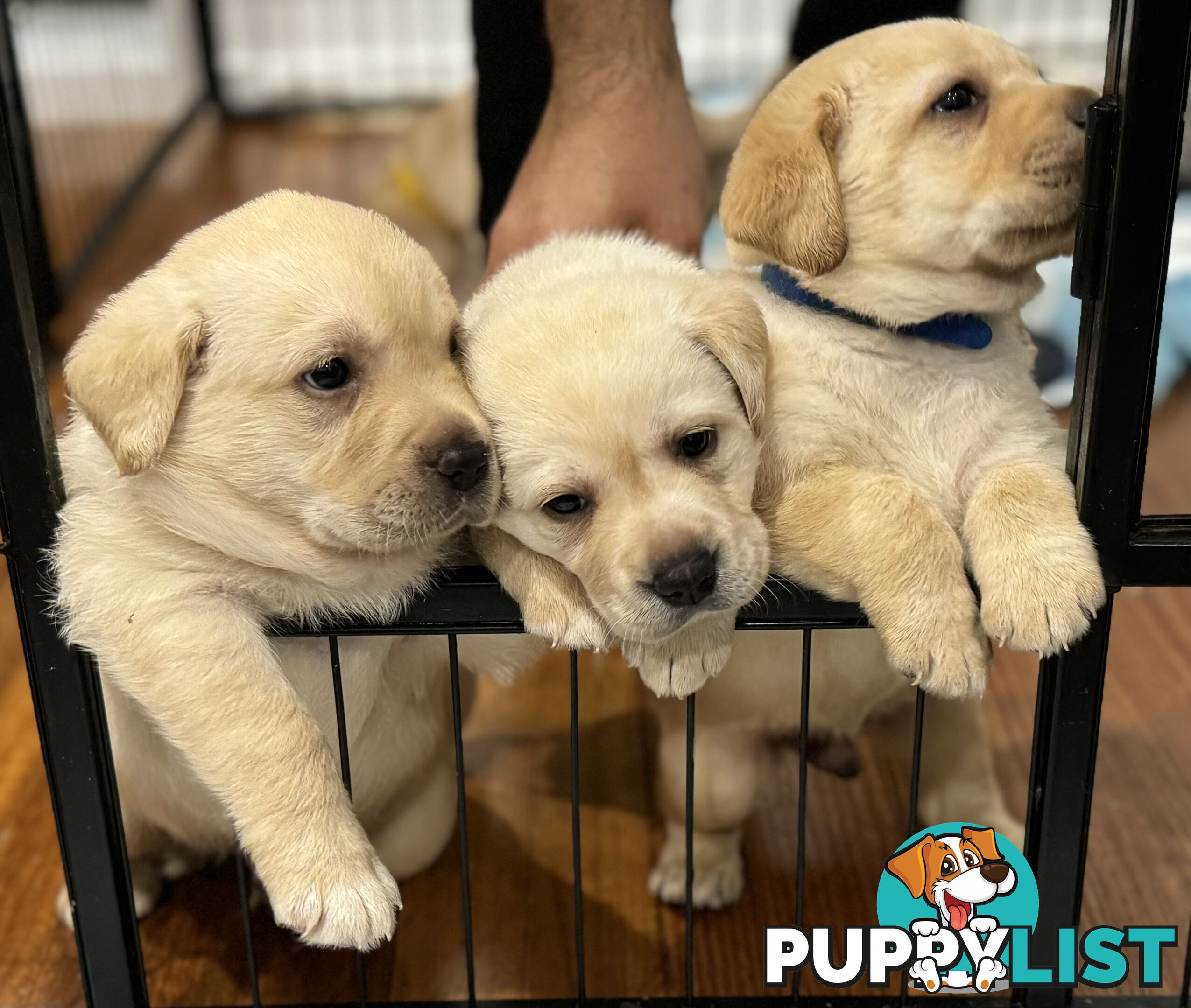 Highly Pure-bred , Original cream Labrador puppies