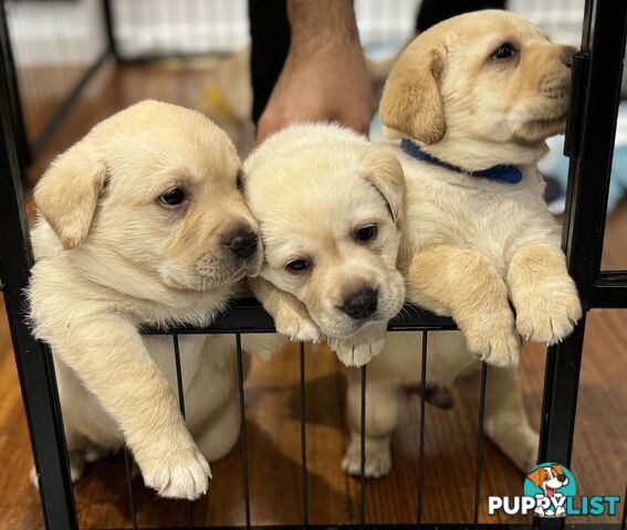 Highly Pure-bred , Original cream Labrador puppies