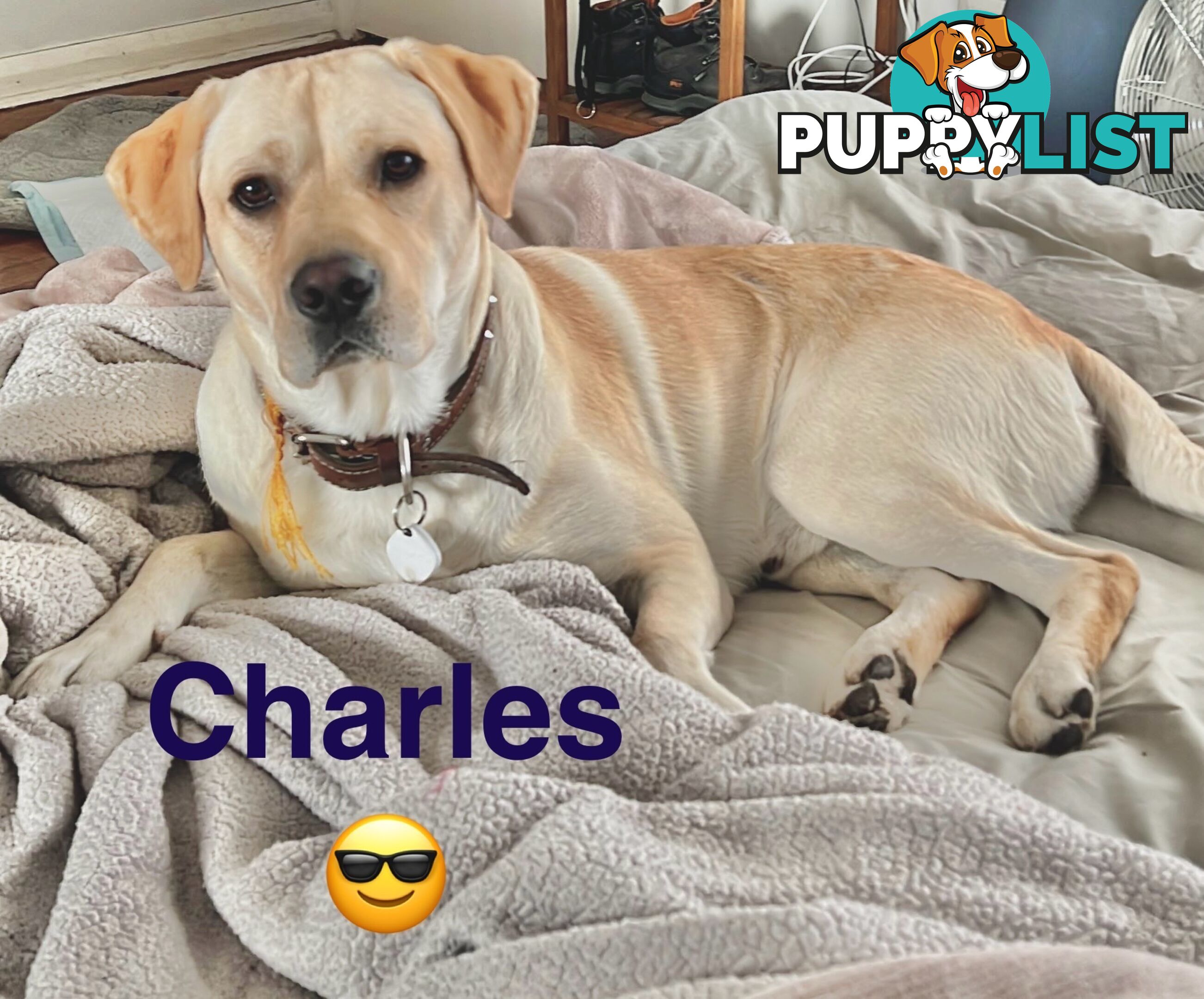 Highly Pure-bred , Original cream Labrador puppies