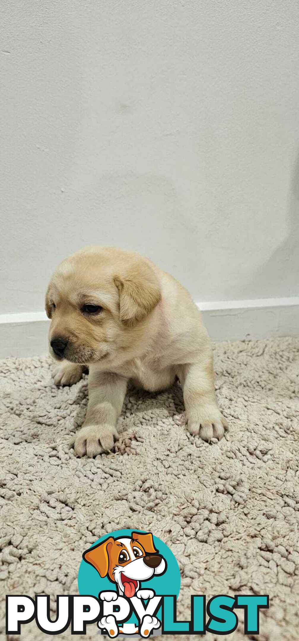 Highly Pure-bred , Original cream Labrador puppies
