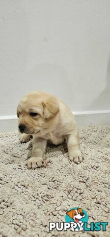 Highly Pure-bred , Original cream Labrador puppies