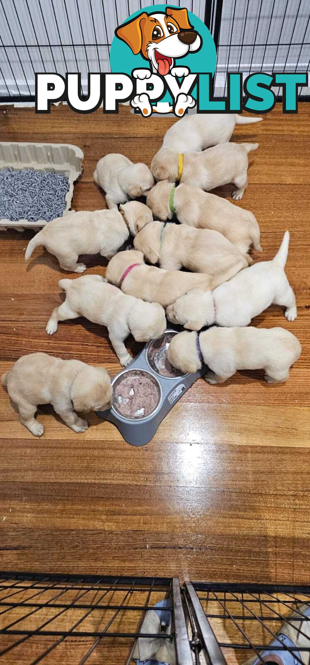 Highly Pure-bred , Original cream Labrador puppies