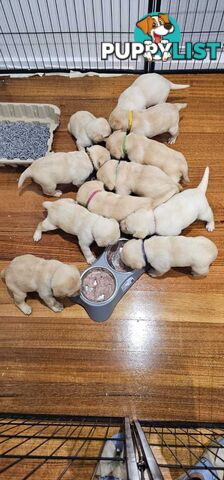 Highly Pure-bred , Original cream Labrador puppies