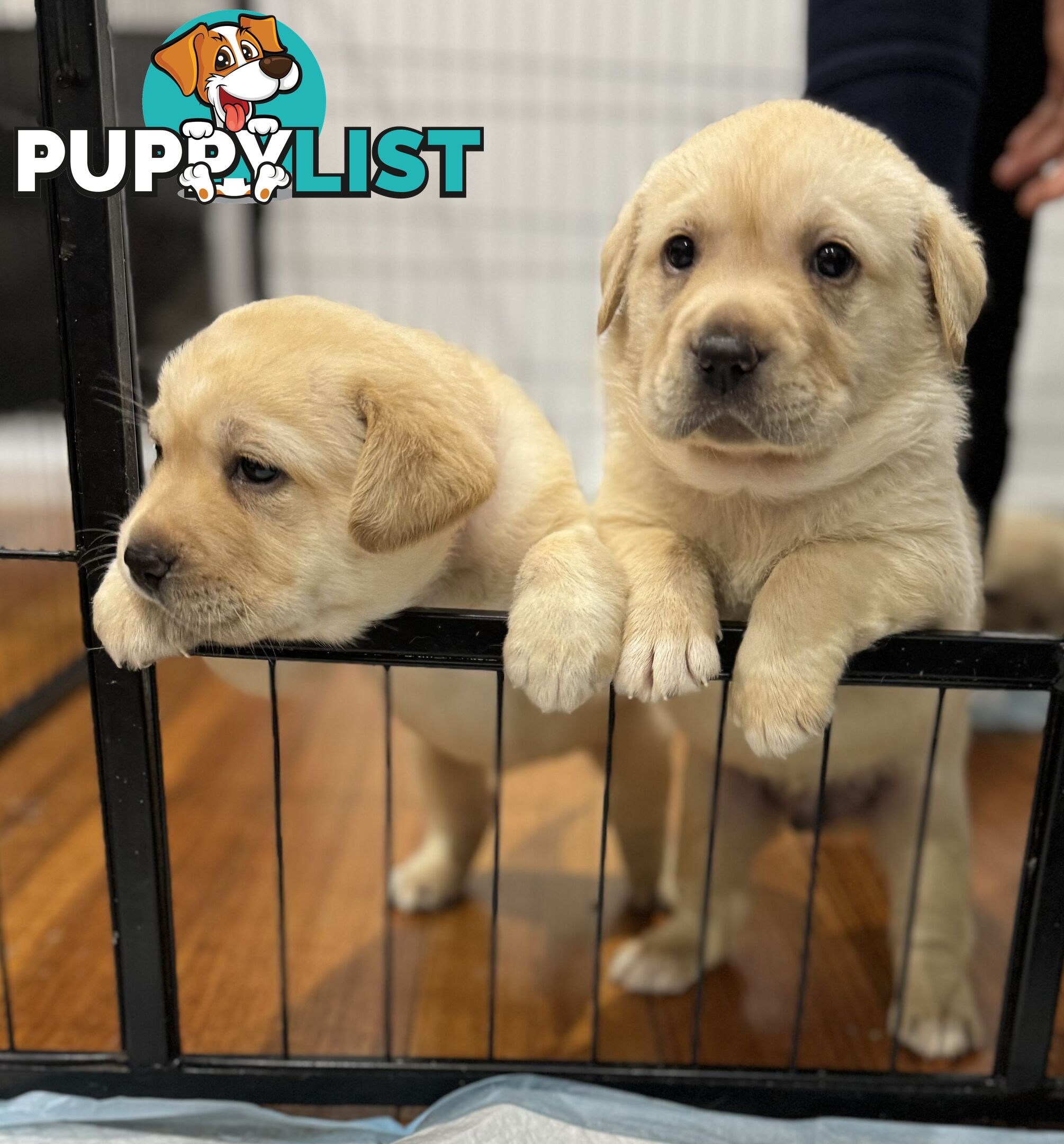 Highly Pure-bred , Original cream Labrador puppies