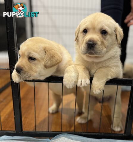 Highly Pure-bred , Original cream Labrador puppies