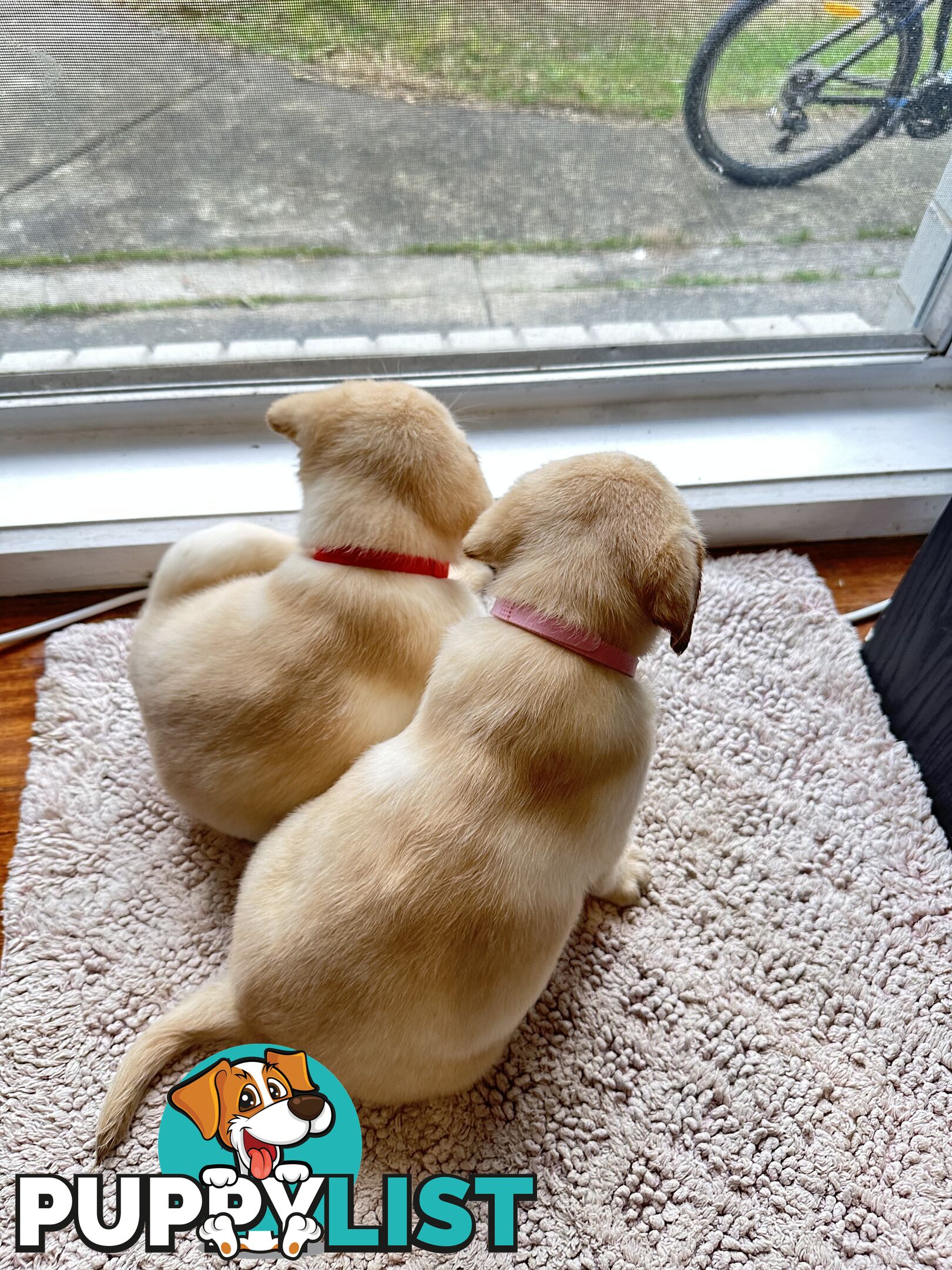 Highly Pure-bred , Original cream Labrador puppies