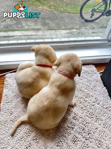 Highly Pure-bred , Original cream Labrador puppies