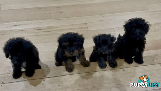 Jackapoo puppies for sale with rare bob tails - Only 2 left