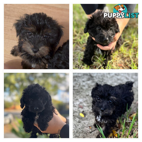 Jackapoo puppies for sale with rare bob tails